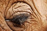 Elephant Eye lashes