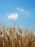 Wheat in summer