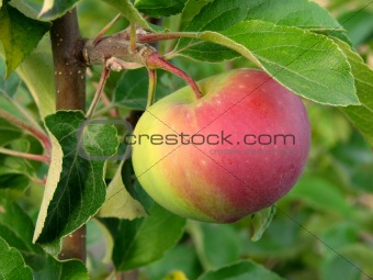 growing apple