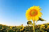 Beautiful sunflowers farm on the sunny summer day