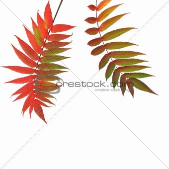 Rowan Leaves in Autumn