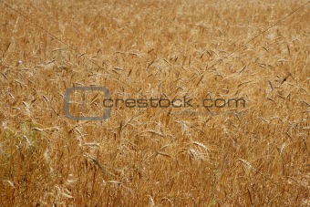 Golden yellow wheat cereal crop field texture