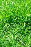 Green grass close-up