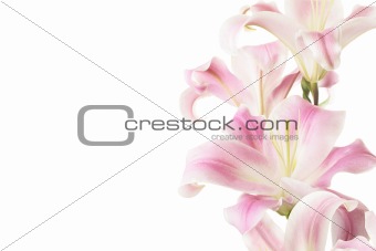 High Key Pink Lillies over White