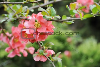 japanese quince branch - blossoming
