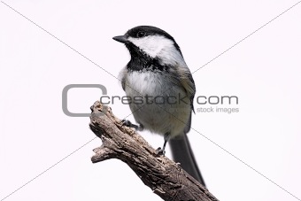 Isolated Bird On A Stump