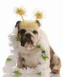 dog wearing silly spring costume