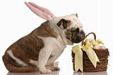 english bulldog wearing bunny costume