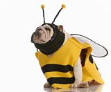 dog dressed as a bee
