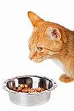 small cat and feeding dish isolated on white