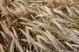 Winter wheat field