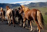 Icelandic Horses 