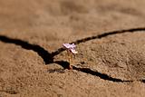 Flower Growing from Dry Cracked Earth