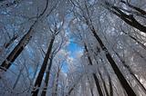 Winterforest