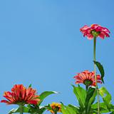 Zinnia flowers and blue sky
