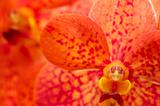 Orange Orchid.