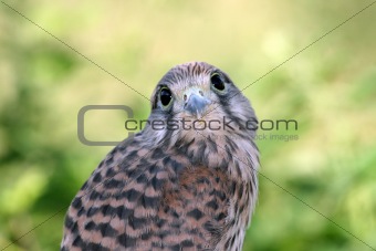 young falcon