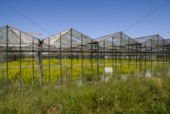 Greenhouse with crops