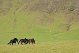 Icelandic Horses In A Flax Filled Field