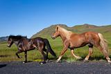 Two Icelandic Horses Running By The Side of A Road