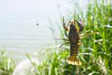 Crayfish on a fisherman's hook