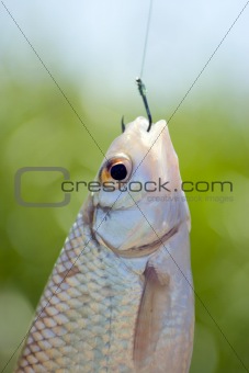 Fish caught on a hook