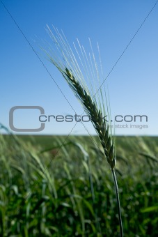 Isolated wheat head in  a field