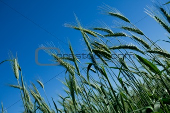 Unripe wheat heads