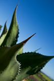 Big thorn on end of cactus leaf