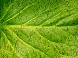 Grunge texture leaf