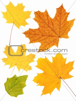 Leafs of a maple