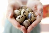 Woman hands holding fragile quail eggs
