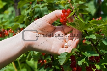 Woman's hand pick a bunch of redcurrant