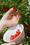 Woman's hand pick a bunch of redcurrant 