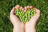 Woman's hands holding green peas