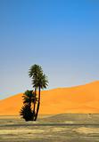 palm tree on the edge of Sahara desert