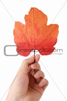 Leaf in a man hand.