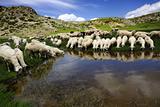 Sheep on the Bistra mountain