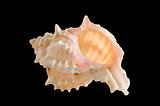 Sea shell isolated clipping path available.