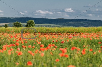 wild poppy field