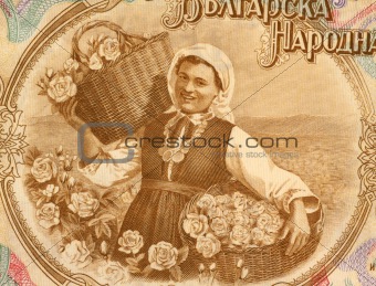 Woman Harvesting Roses
