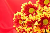 Flower on red background