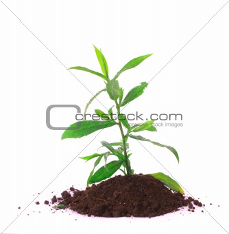 Young plant in ground over white
