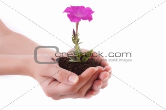 Young flower in hands  over white