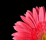 Red gerbera isolated on back