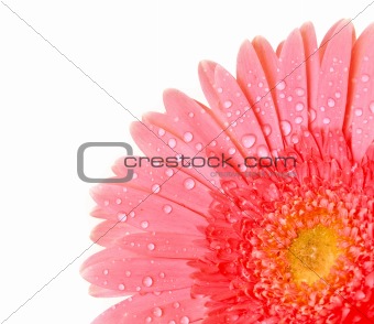 Red gerbera isolated on white