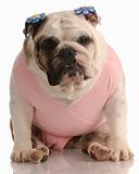 dog wearing pink tutu