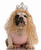 ugly dog dressed up as a princess