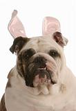 dog wearing rabbit ears
