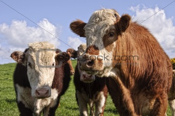 cow bull posing in a green field with blue sky